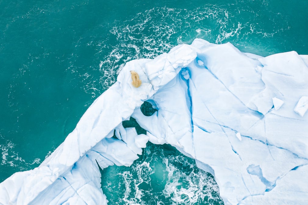 urs polar care cauta hrana poluarea oceanelor