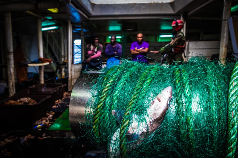 pui de rechin mort poluarea oceanelor