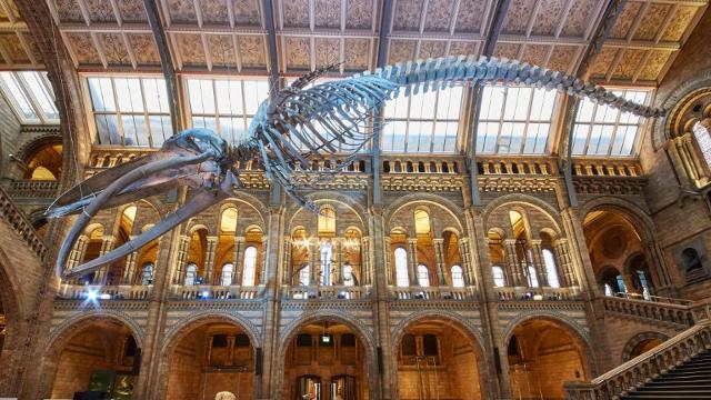 destinatii eco-friendly Muzeul de istorie naturala Londra, Marea Britanie