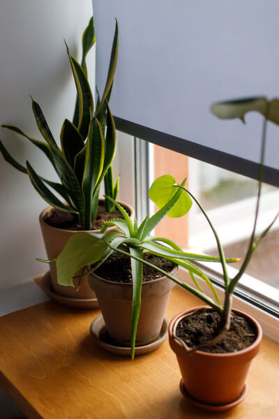 houseplants