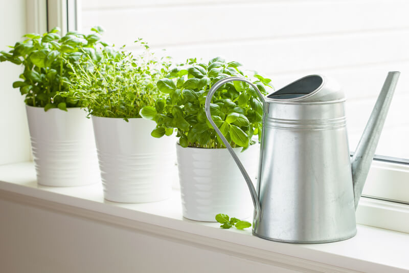 herbs