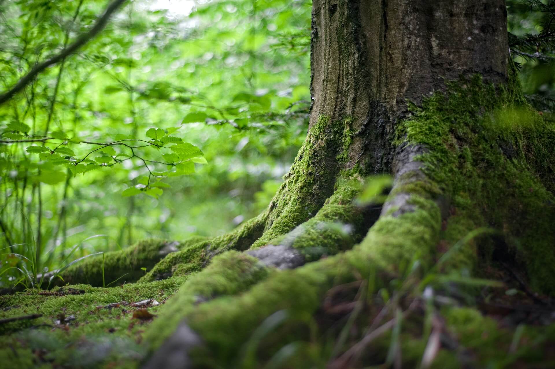 From the lush forests of central Europe