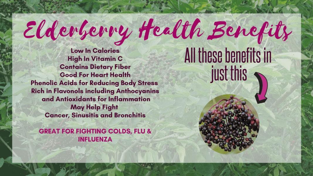 Elderberry Health Benefits
