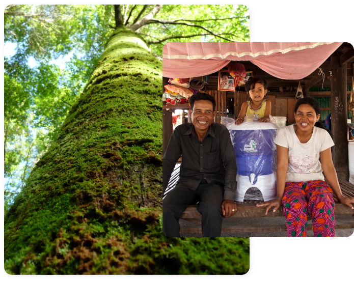 Combination of two pictures, family with water filter and big tree in the rainforest