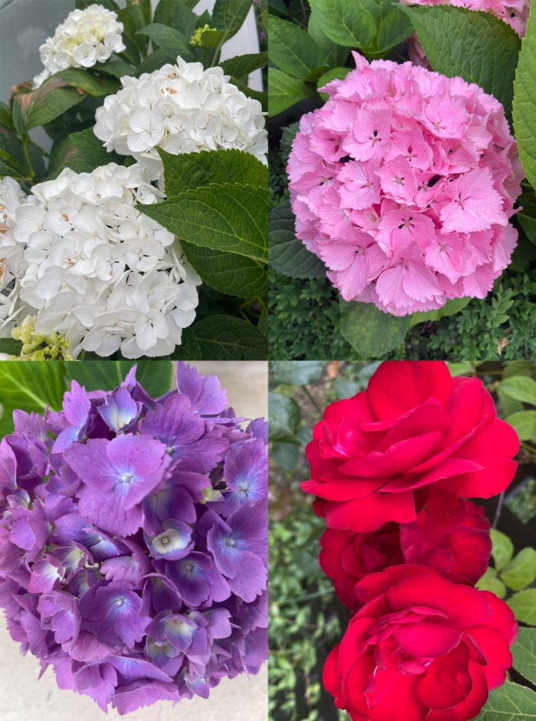 Colorful garden flowers