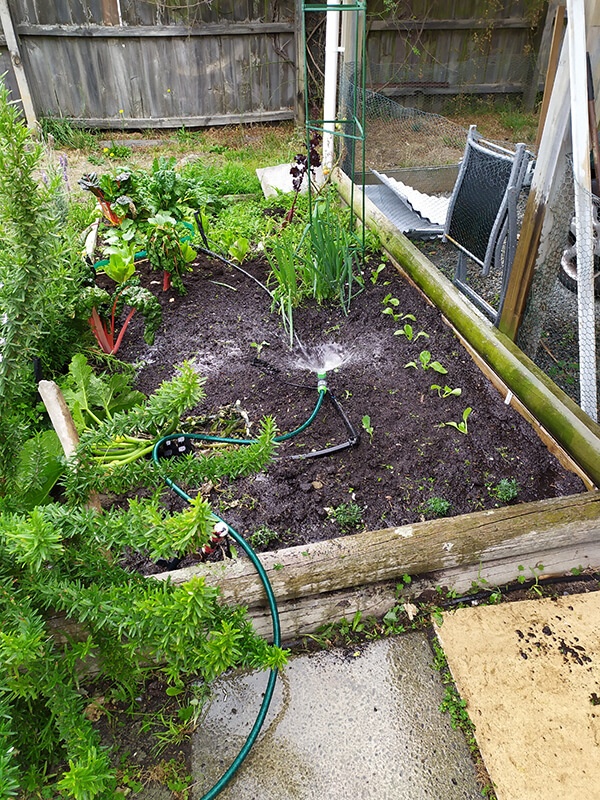 Sara's garden