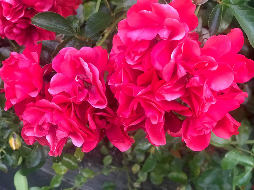 Roses