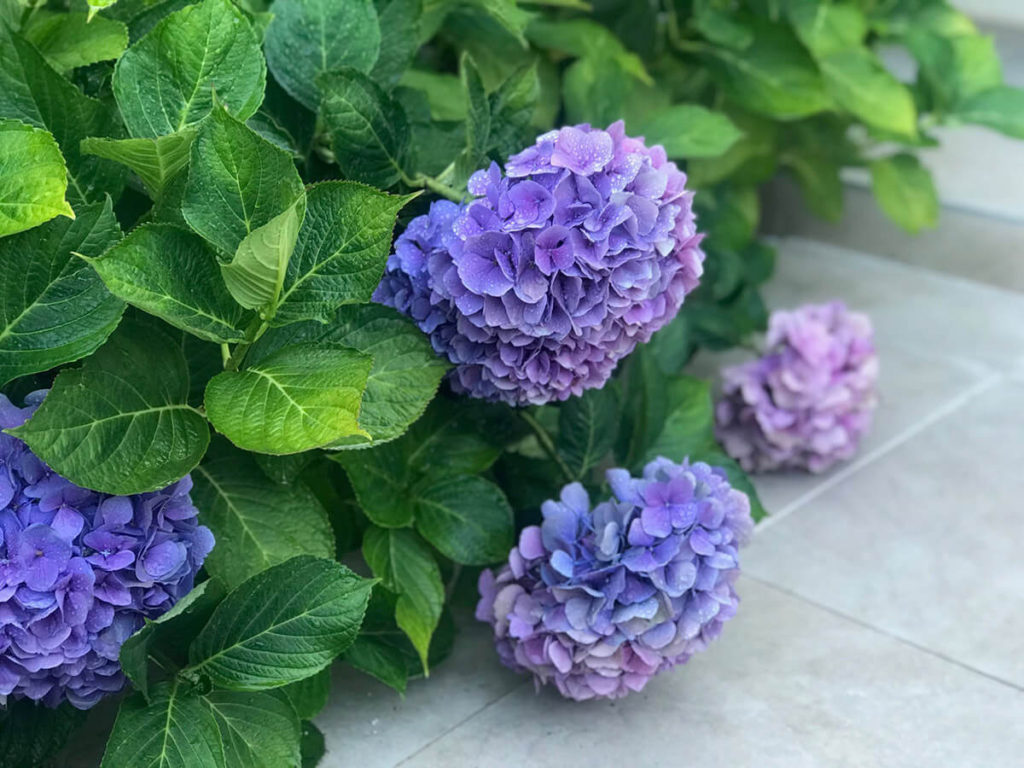 hydrangeas