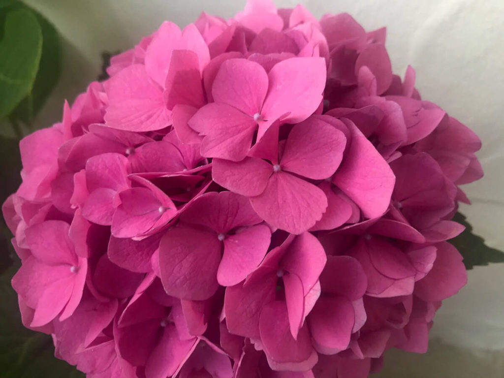 hydrangeas