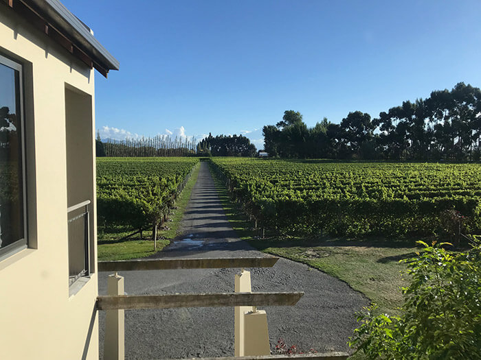 Harvesting vineyard