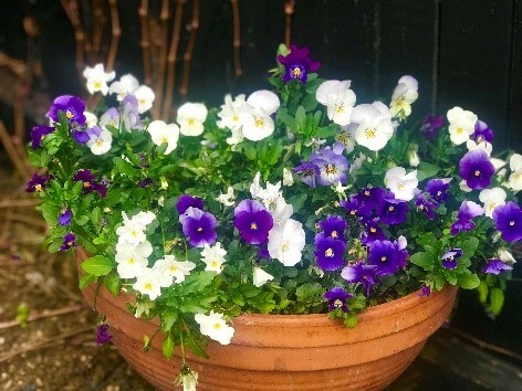 Pansy flower