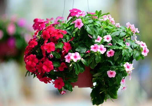 Beautiful flowers
