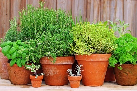 Herbs at Vicki home