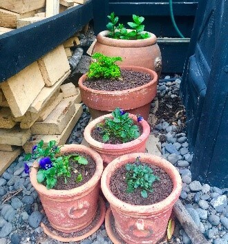 Potted herbs and flowers