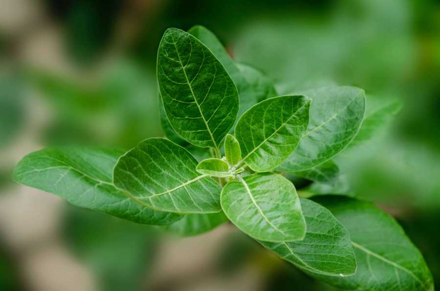 Ethically sourced ingredients of top quality Sattva Soul Organic Ashwagandha