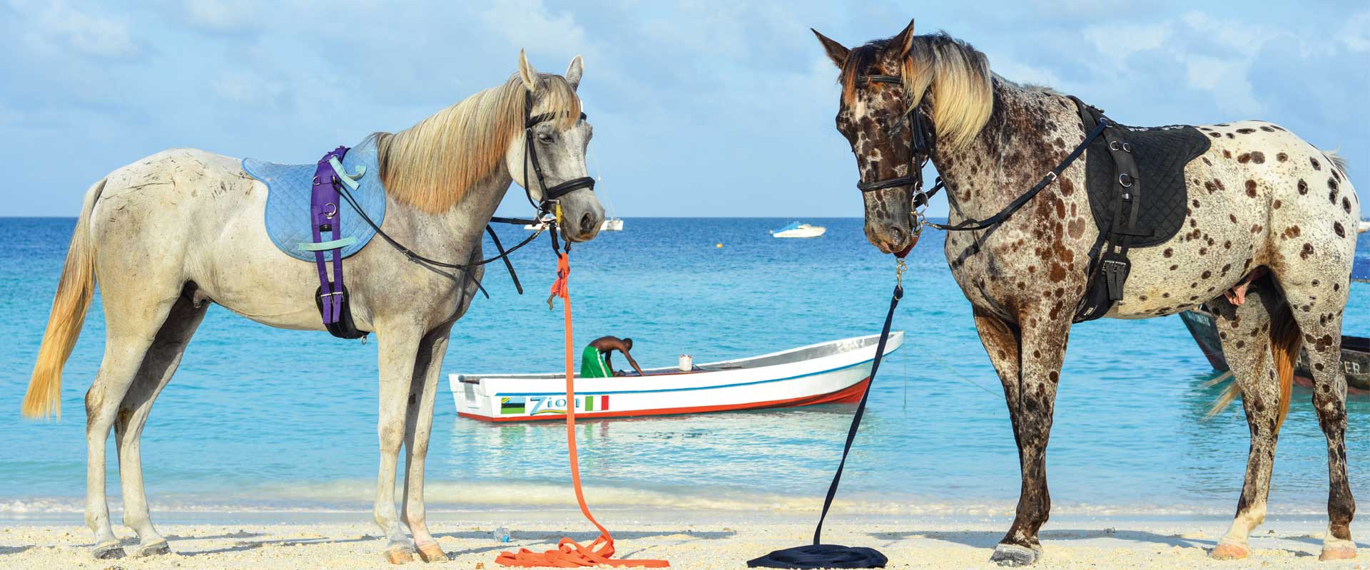 Meet Our Horses Zanzibar Horse Club