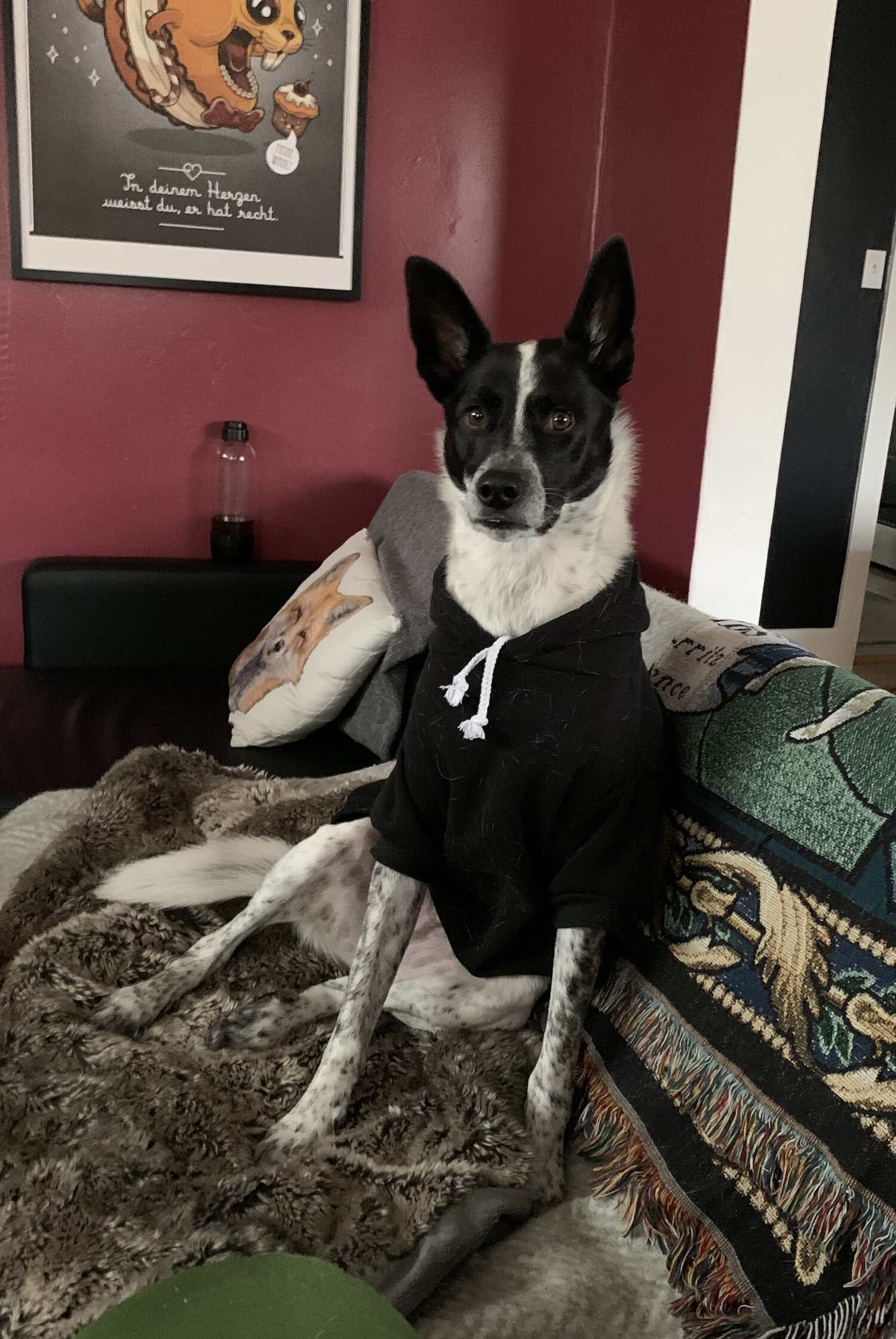 Team Sugar House Pets