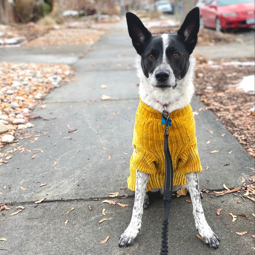 Sugar House Pets Superior Pet Care