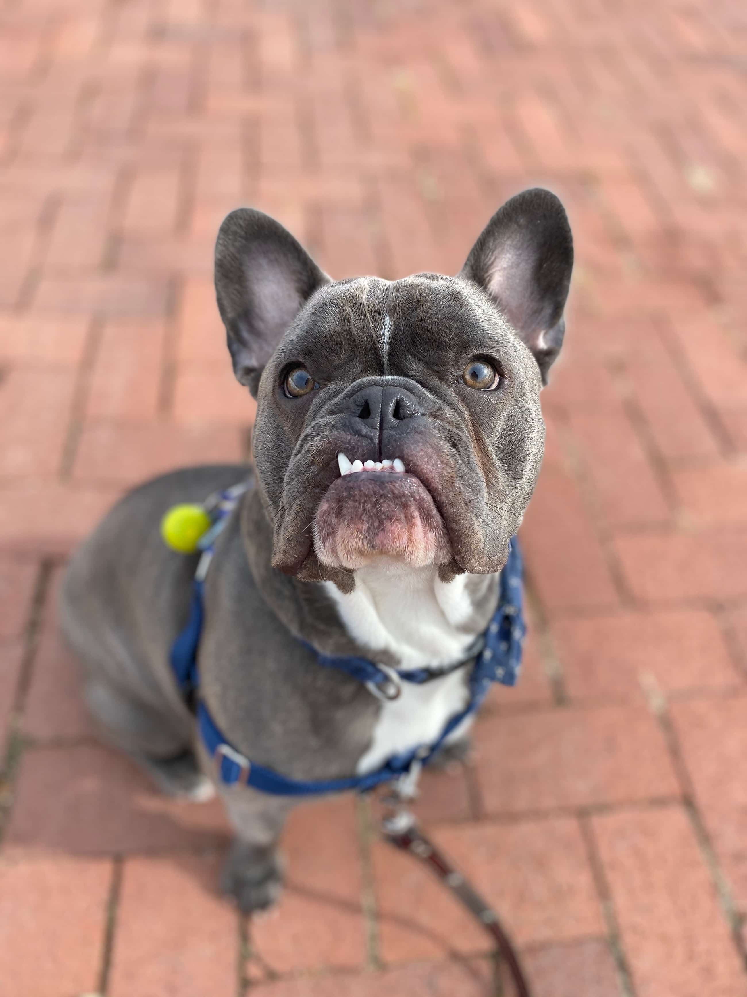 Sugar House Pets Superior Pet Care