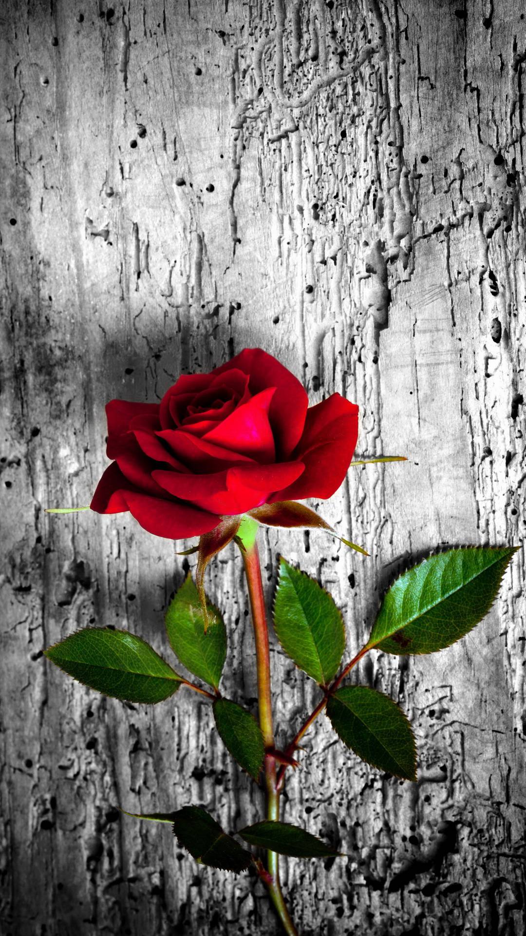 The Gardener And The Rose Flame Of Fire