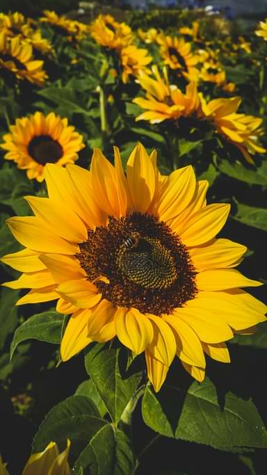 Culture de tournesol