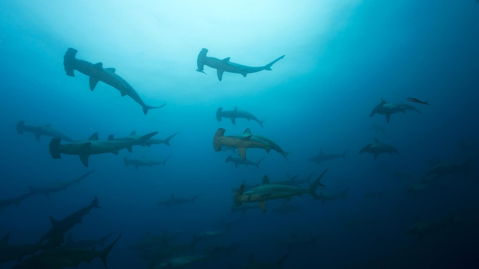 RWMT News Ecuador expands Galapagos Marine Reserve