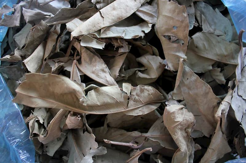 Uống nước vối giảm cân và 3 công thức pha chế tốt cho sức khỏe