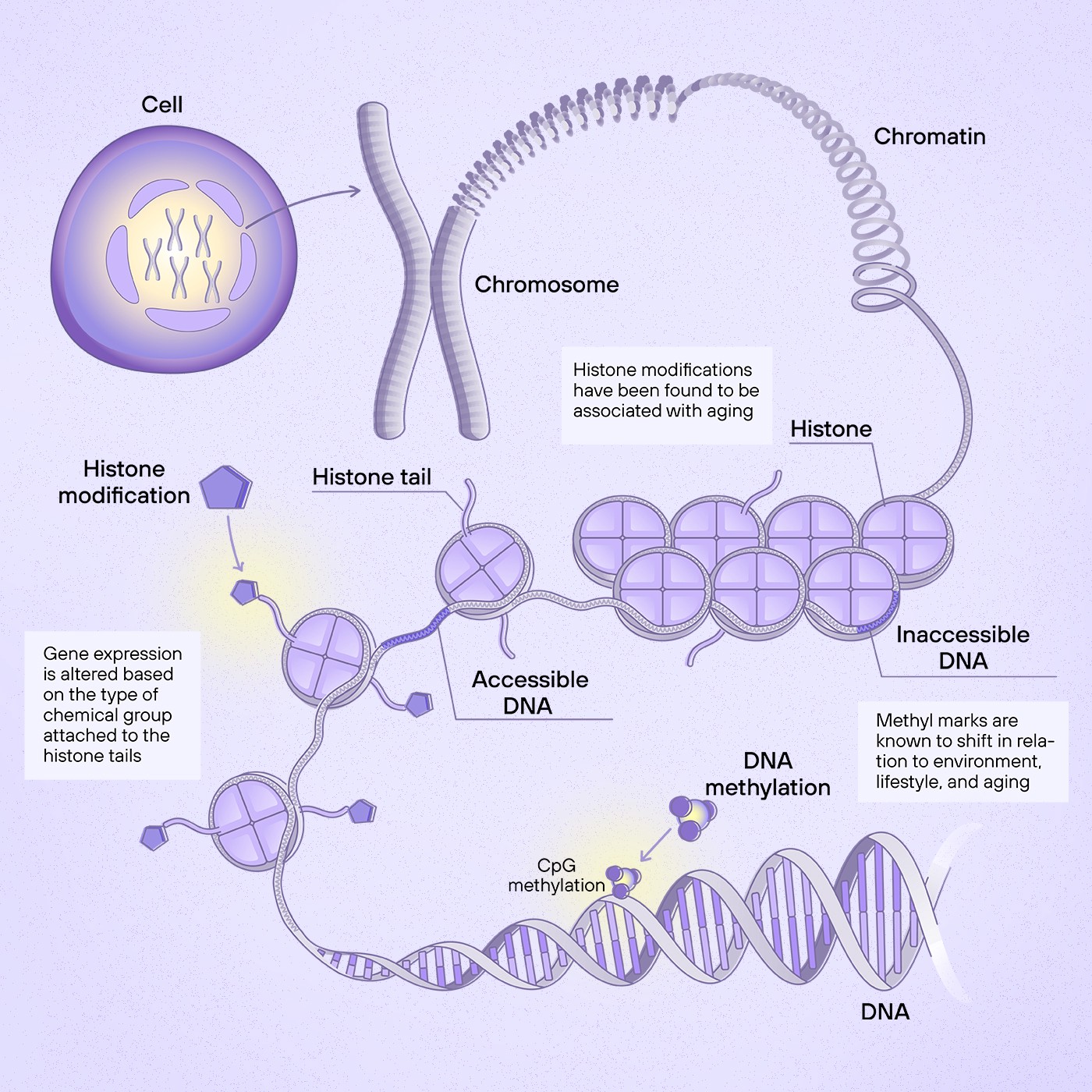 Clocks A Simple Lab Test Measuring Biological Age
