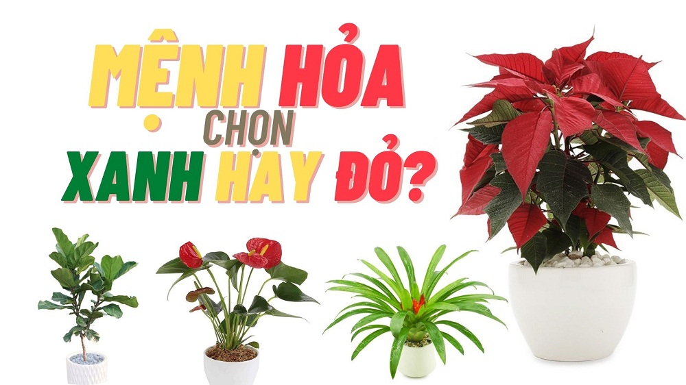 Mệnh hỏa hợp cây gì