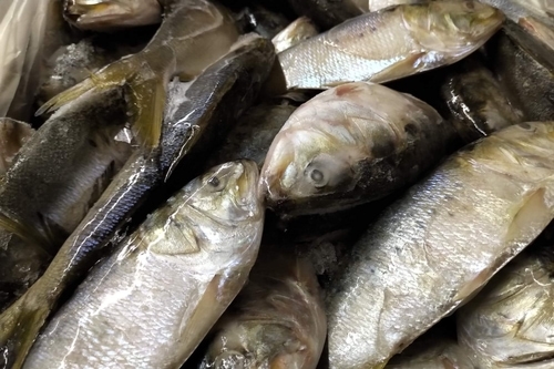 Frozen & Live Bait For Sale | Can Am Bait