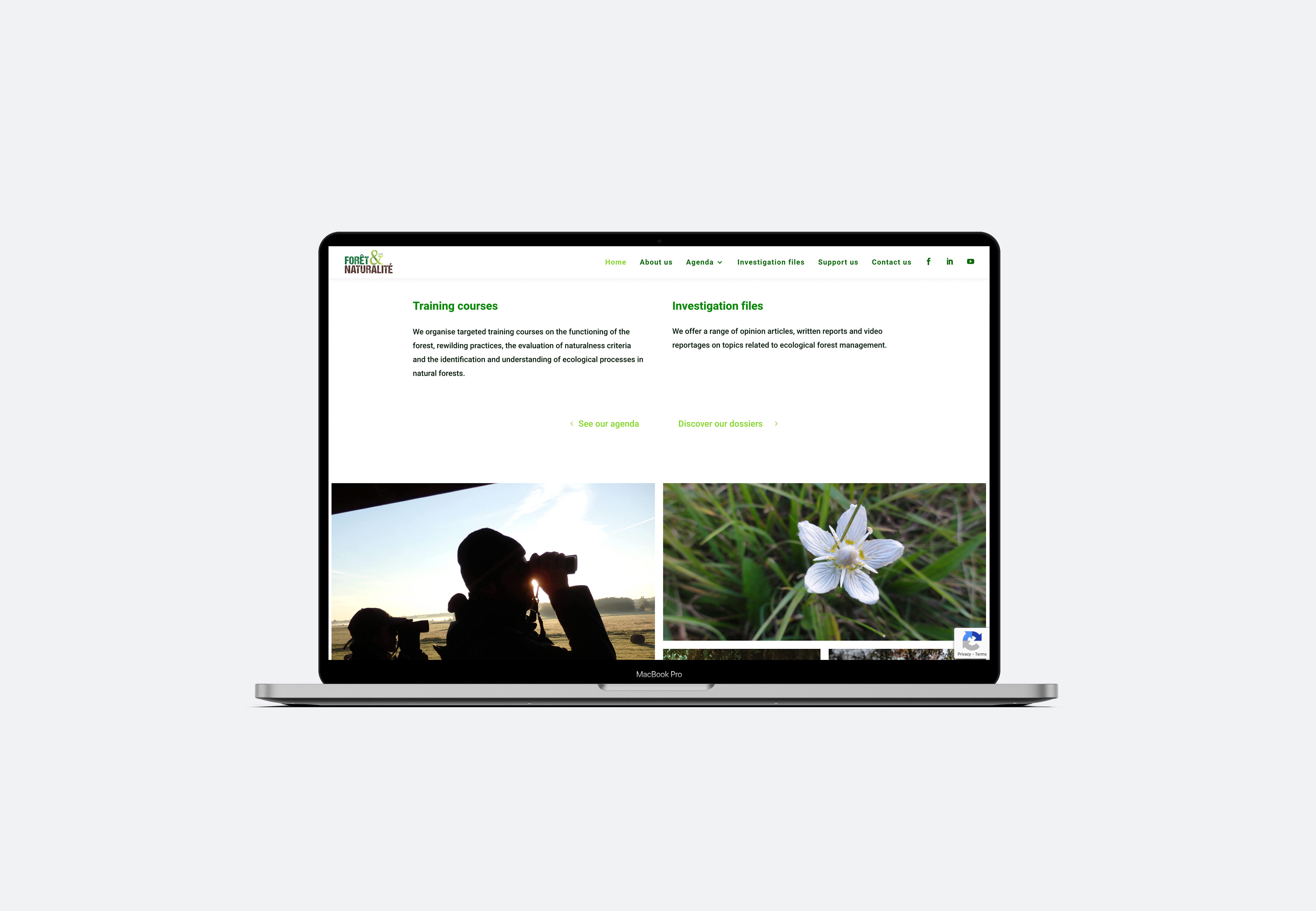 AMJane · Web Design · Web design to promote rewilding & forest conservation