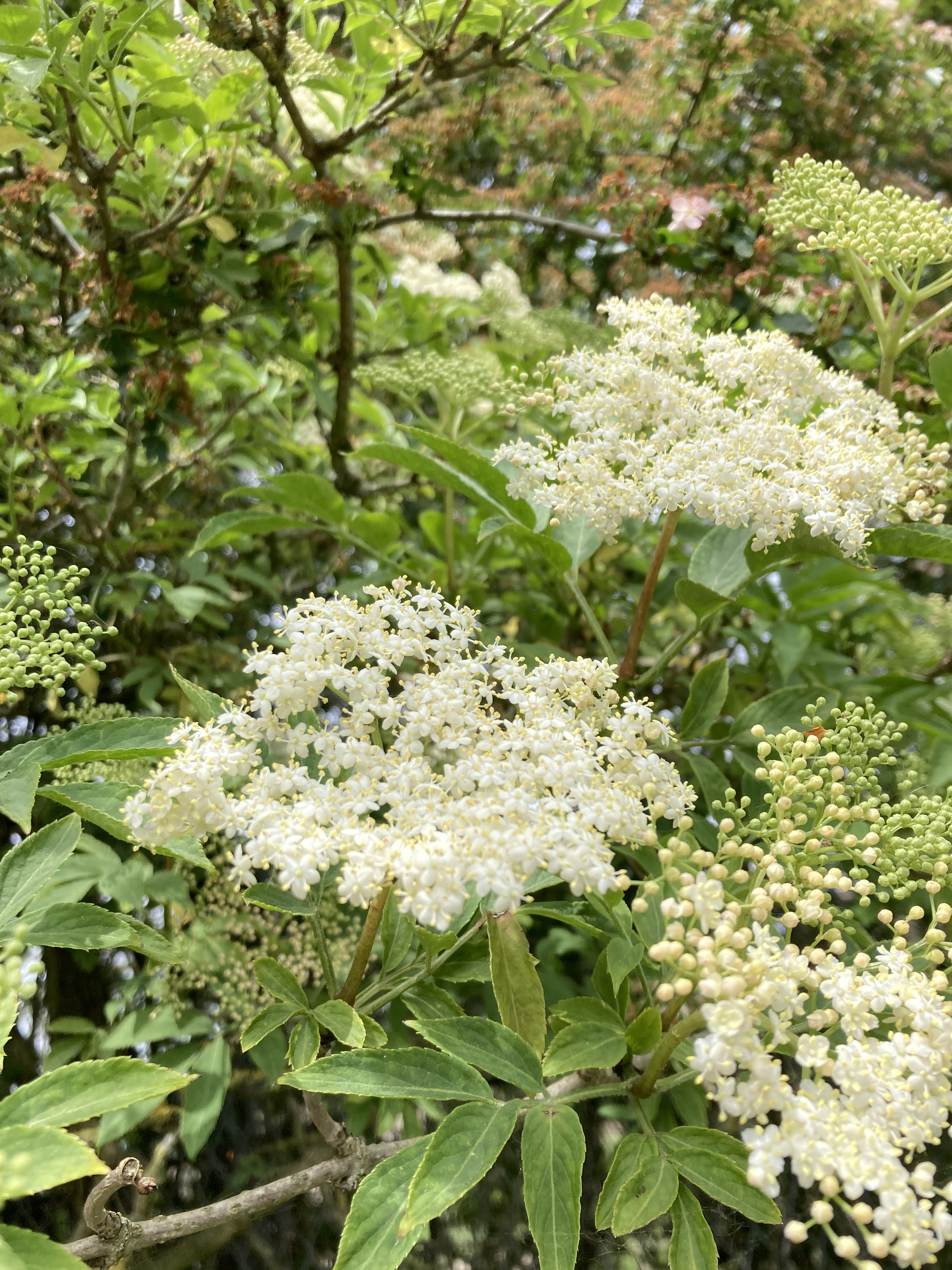 Elderflower Sparkling Wine