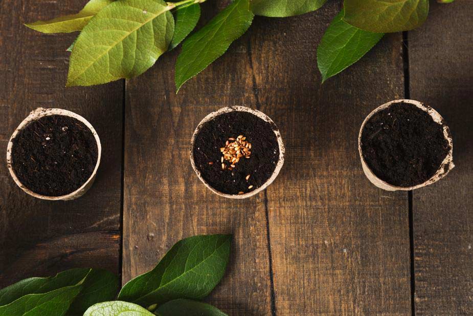 blog jardinage
