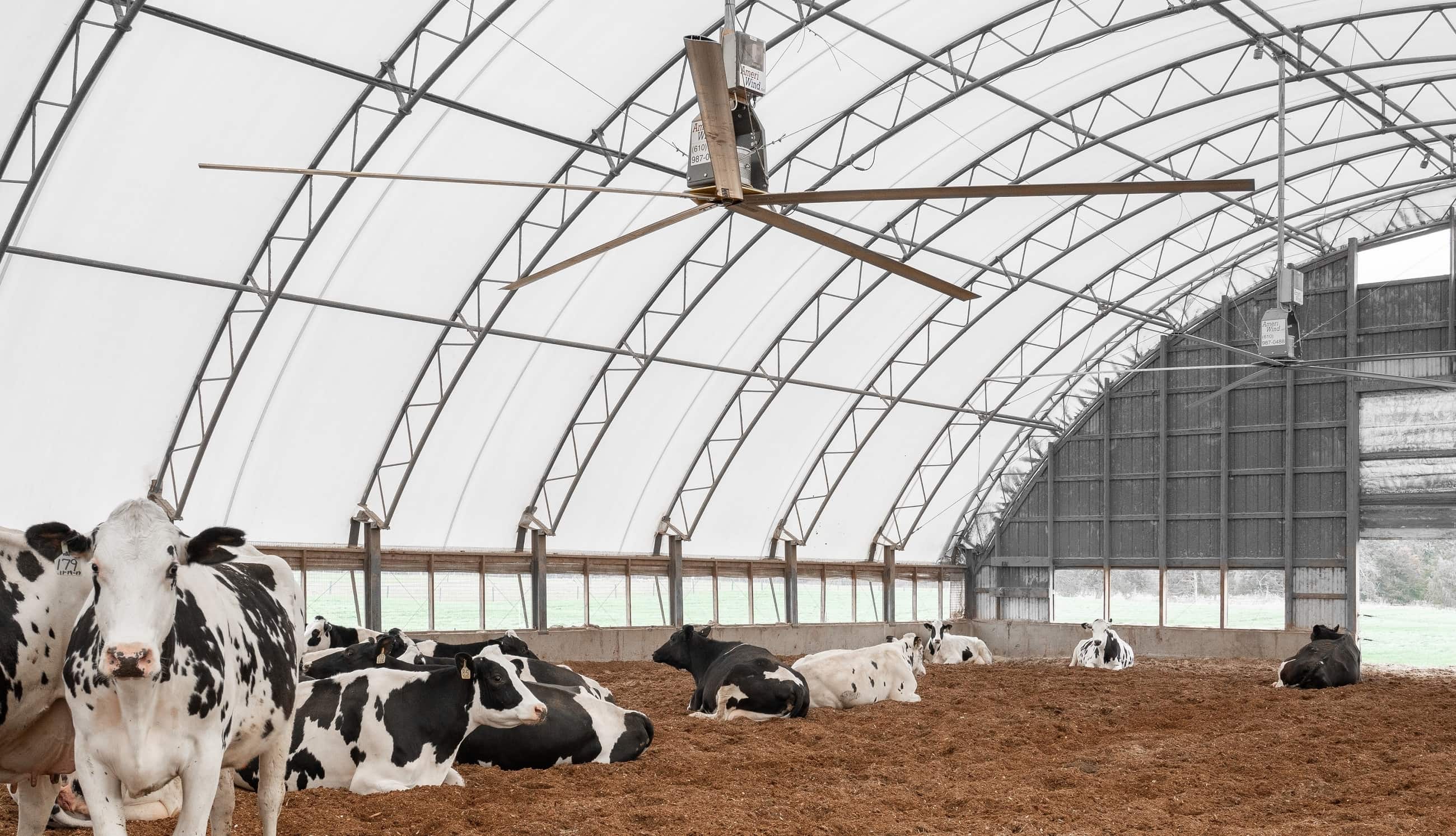 Dairy Barn Ventilation Motor Control Curtains for Livestock Farming