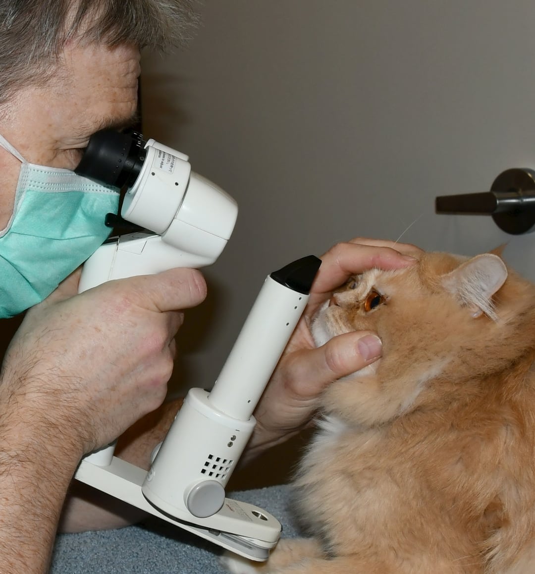 Services Animal Eye Clinic of Waterloo Region