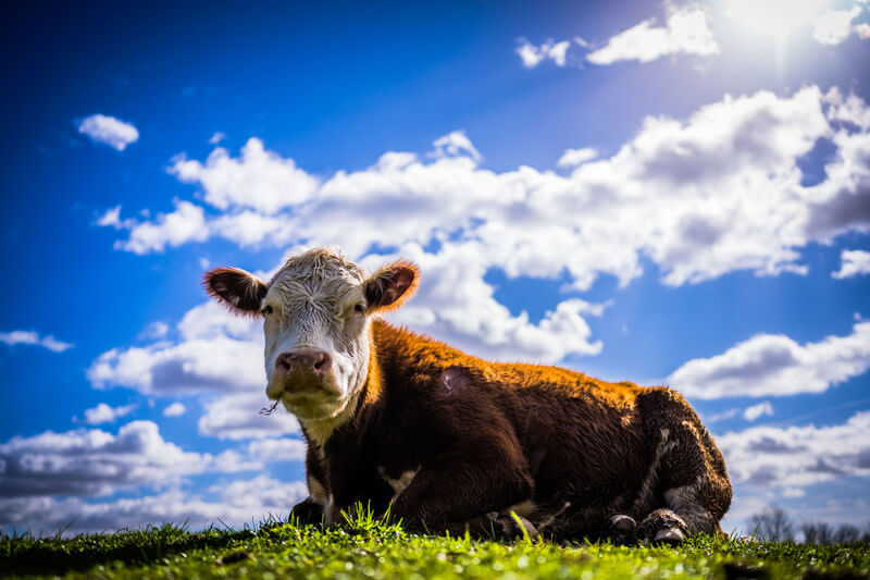 Cows Come Home