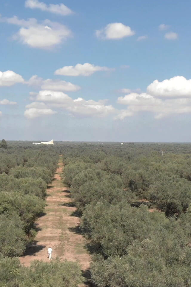 Xylella Fastidiosa - The Apocalypse of Salento