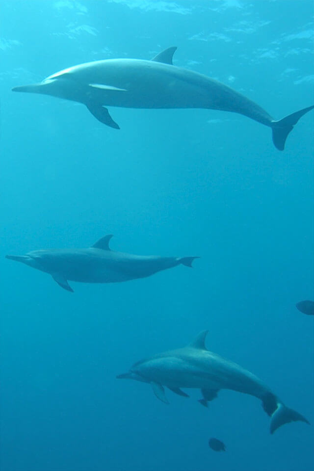 Wild Florida's Vanishing Call