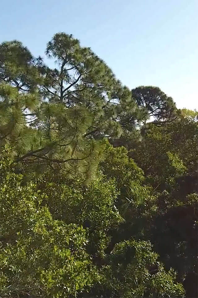 The Story of a Forest