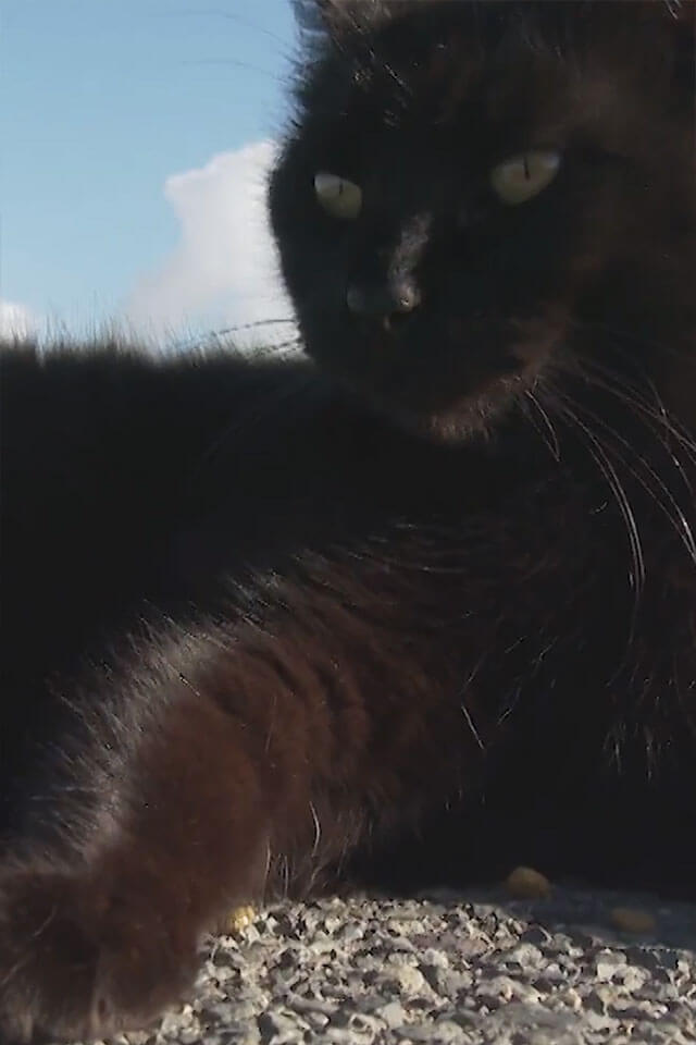 Jetty Cats