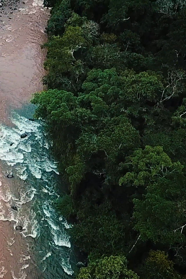 Still River, Silent Jungle