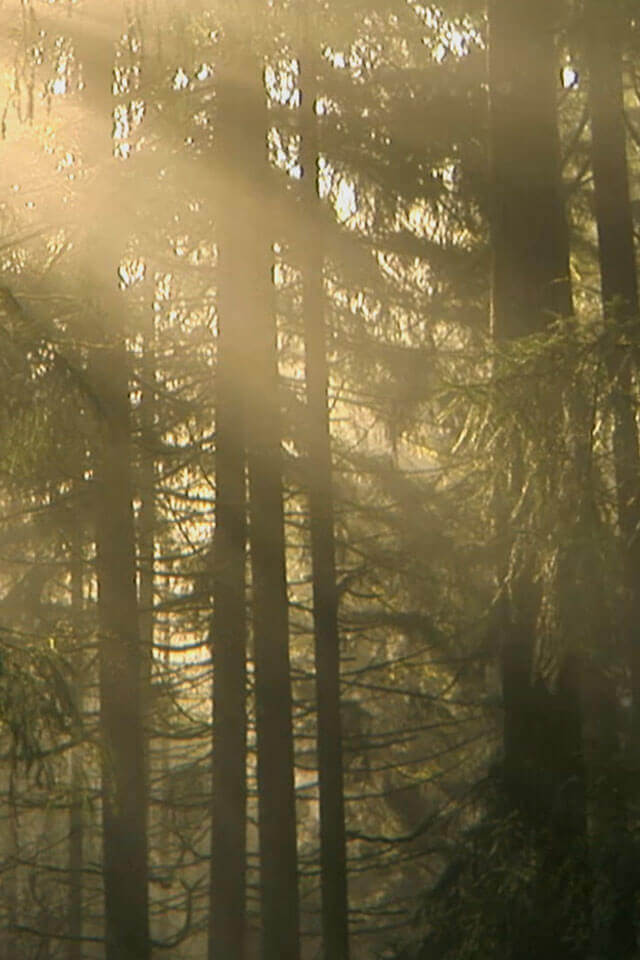 Climate Emergency: Feedback Loops Part 2 - Forests