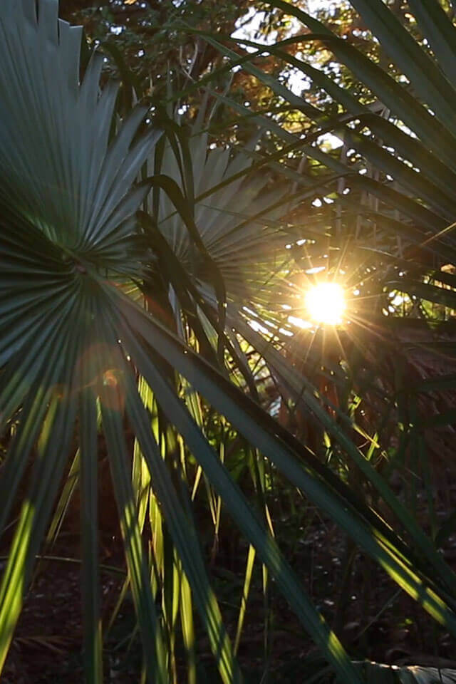 Cultivating the Wild: William Bartram's Travels