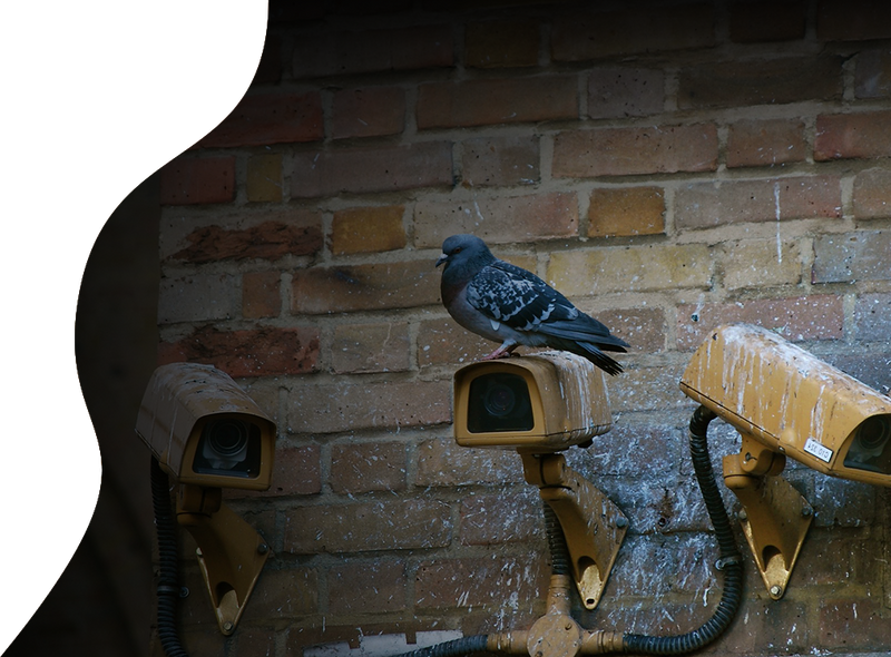 Bird Control Service Las Vegas, NV Pigeon Control Red Rock Pest Control