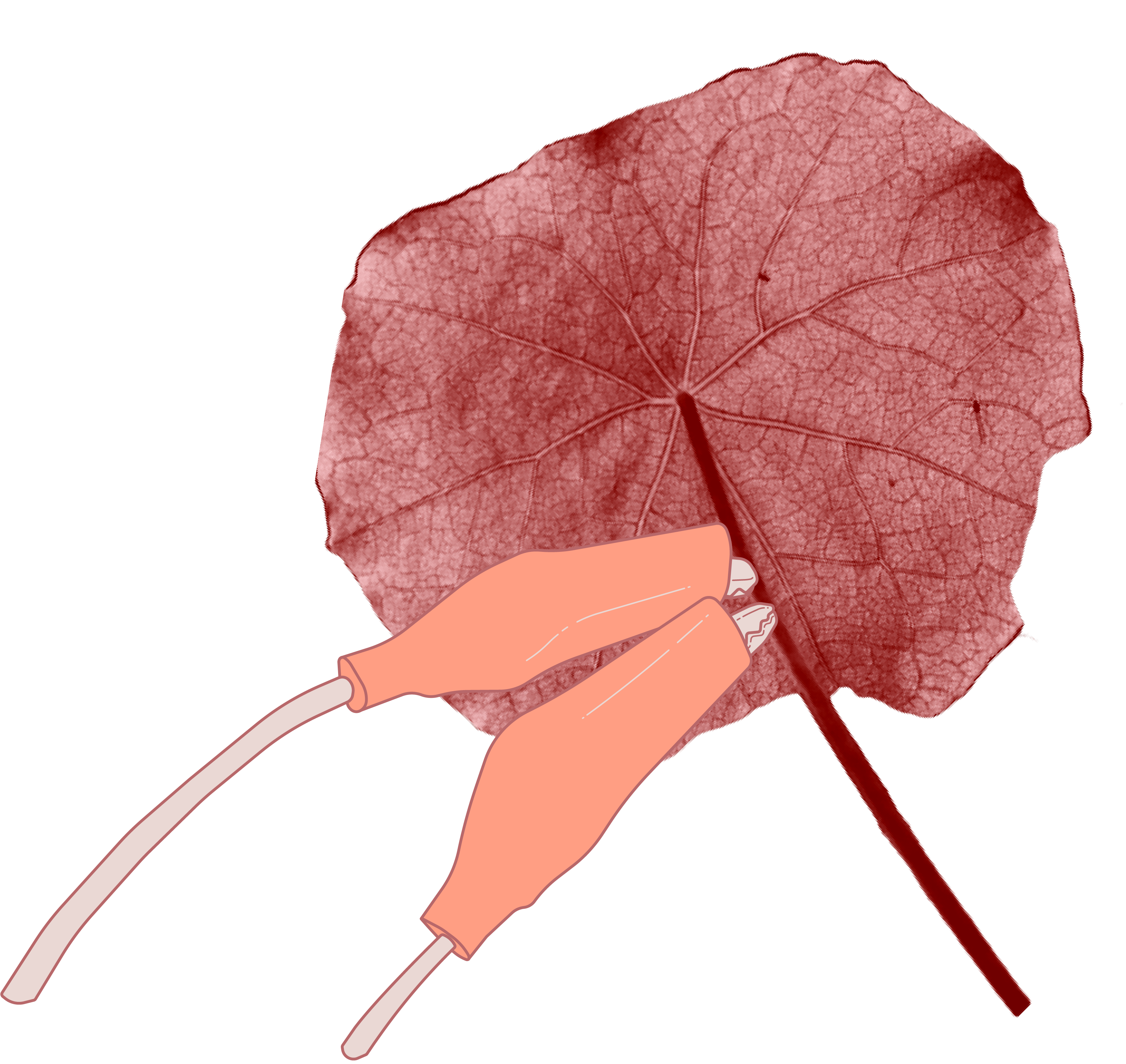 Project Preview: avant_garden. Two alligator clips connected to the leaf of a nasturtium plant.