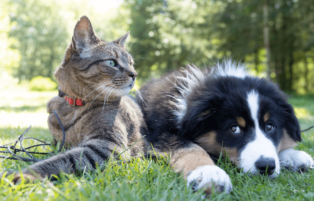 Which is better a cat or a dog as a pet? Pawlyclinic