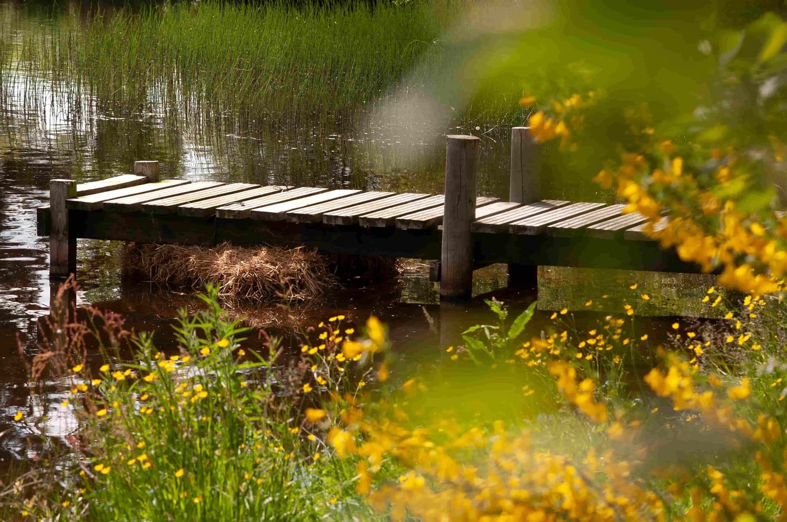 Langley Dam Fishery Homepage