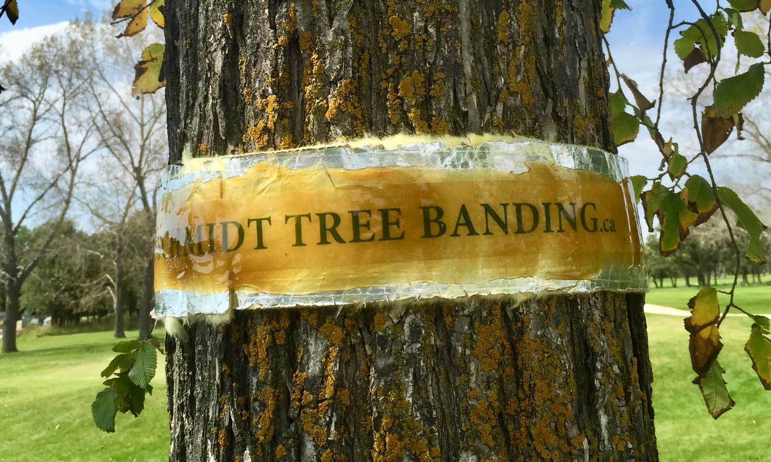 Schmidt Tree Banding Services & Prices