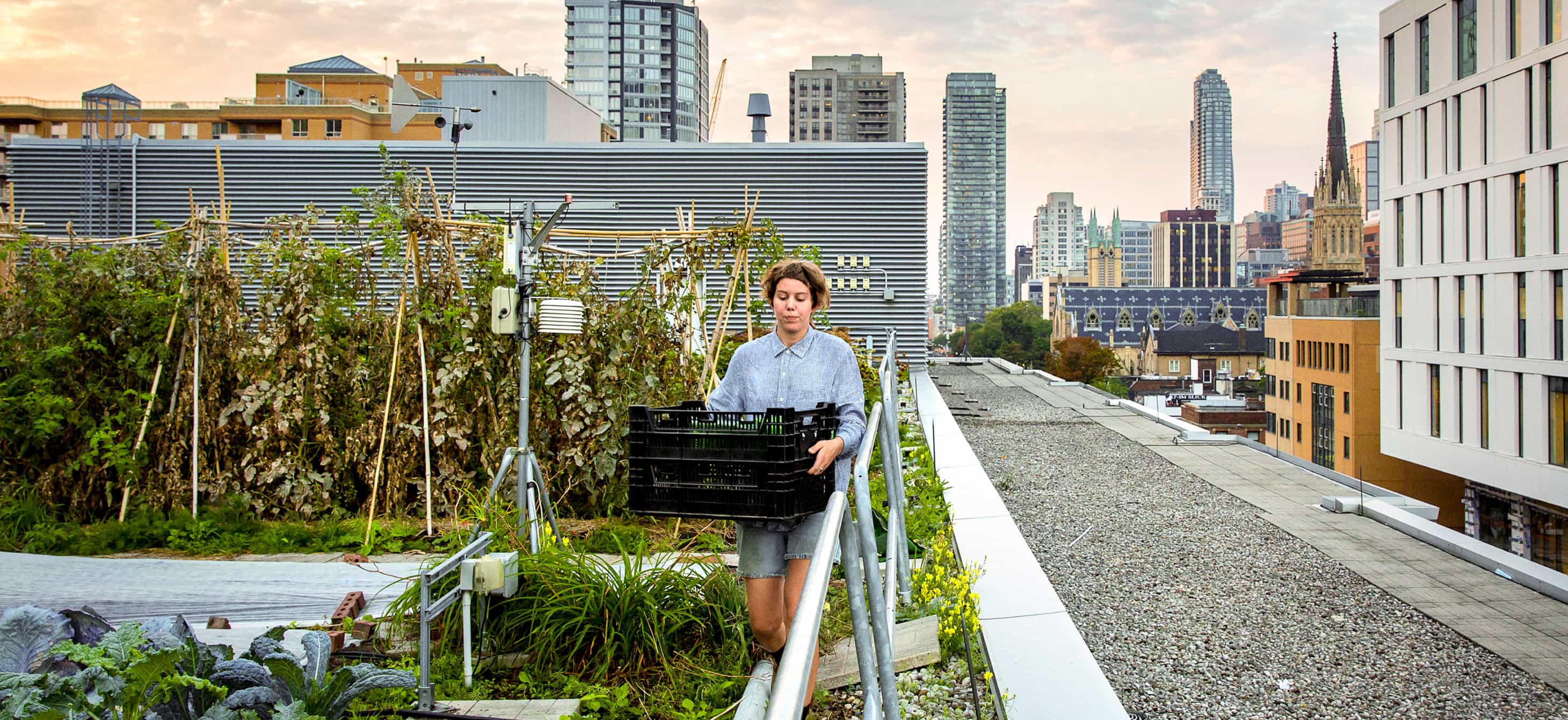 Ryerson rooftop farm