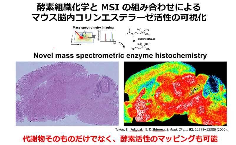 分子の分布が分かる！質量分析イメージング受託分析